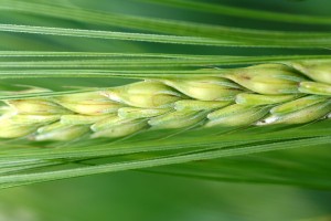 Übersetzung Landwirtschaft 
